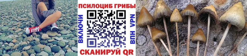 Галлюциногенные грибы Psilocybe  Калининград 